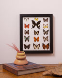 A framed collection of various butterfly and moth specimens displayed on a white background with a black frame, hanging on a light wall above a wooden table with a book, vase, and dried grass.